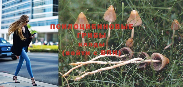 трава Новозыбков
